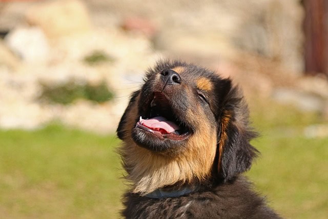analdrüse beim hund geplatzt