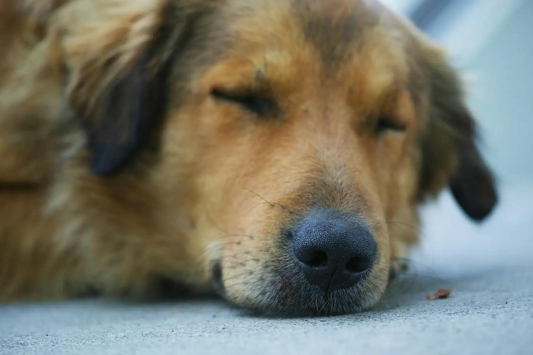 hund mit Bauchschmerzen