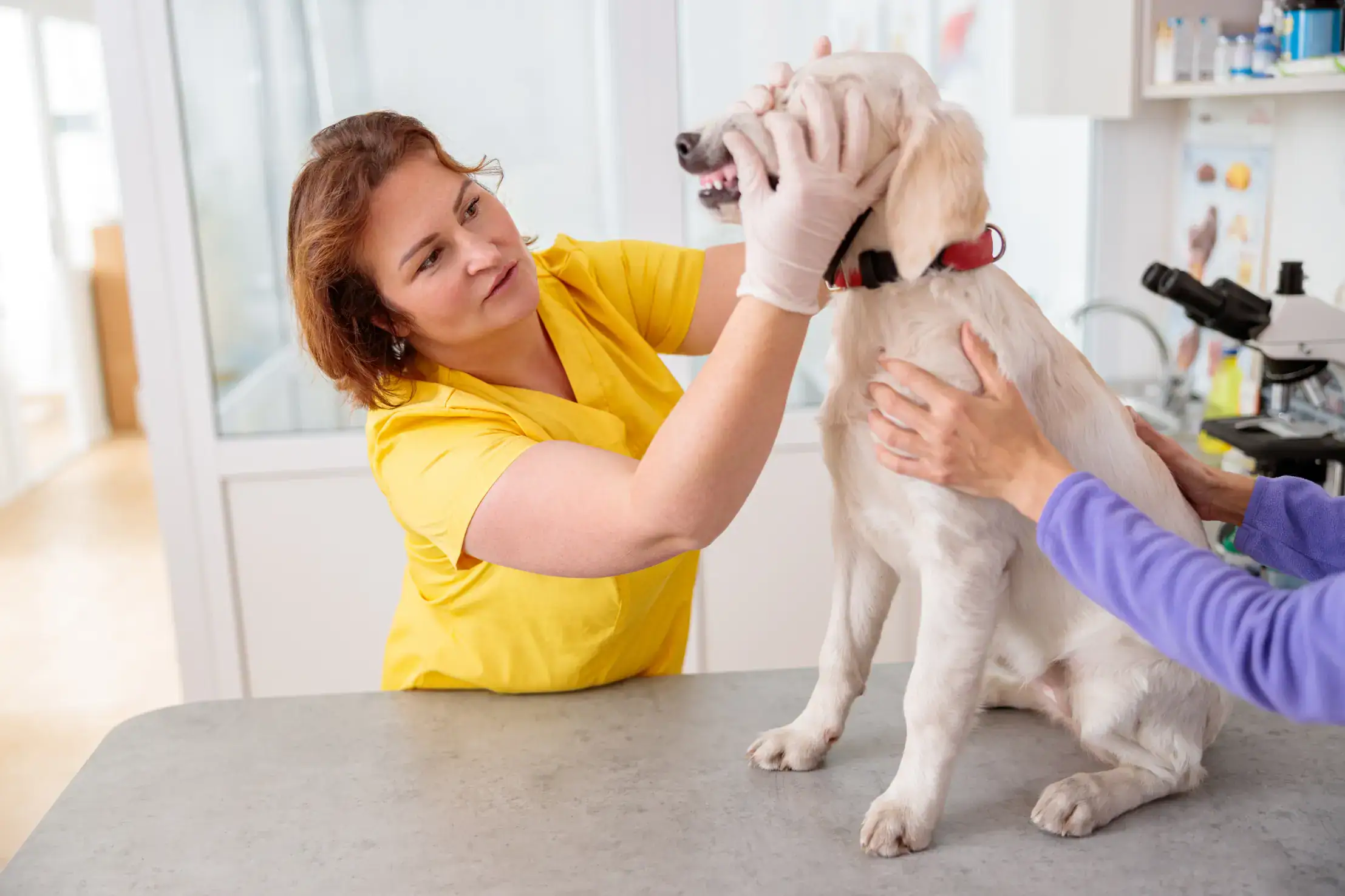 Zum Tierarzt gehen nach Erbrechen beim Hund