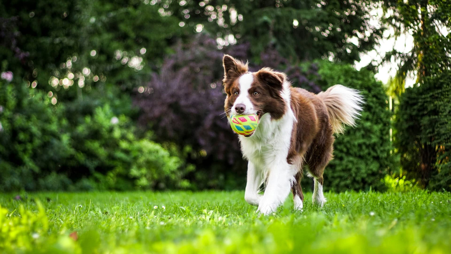 hund hat spulwürmer