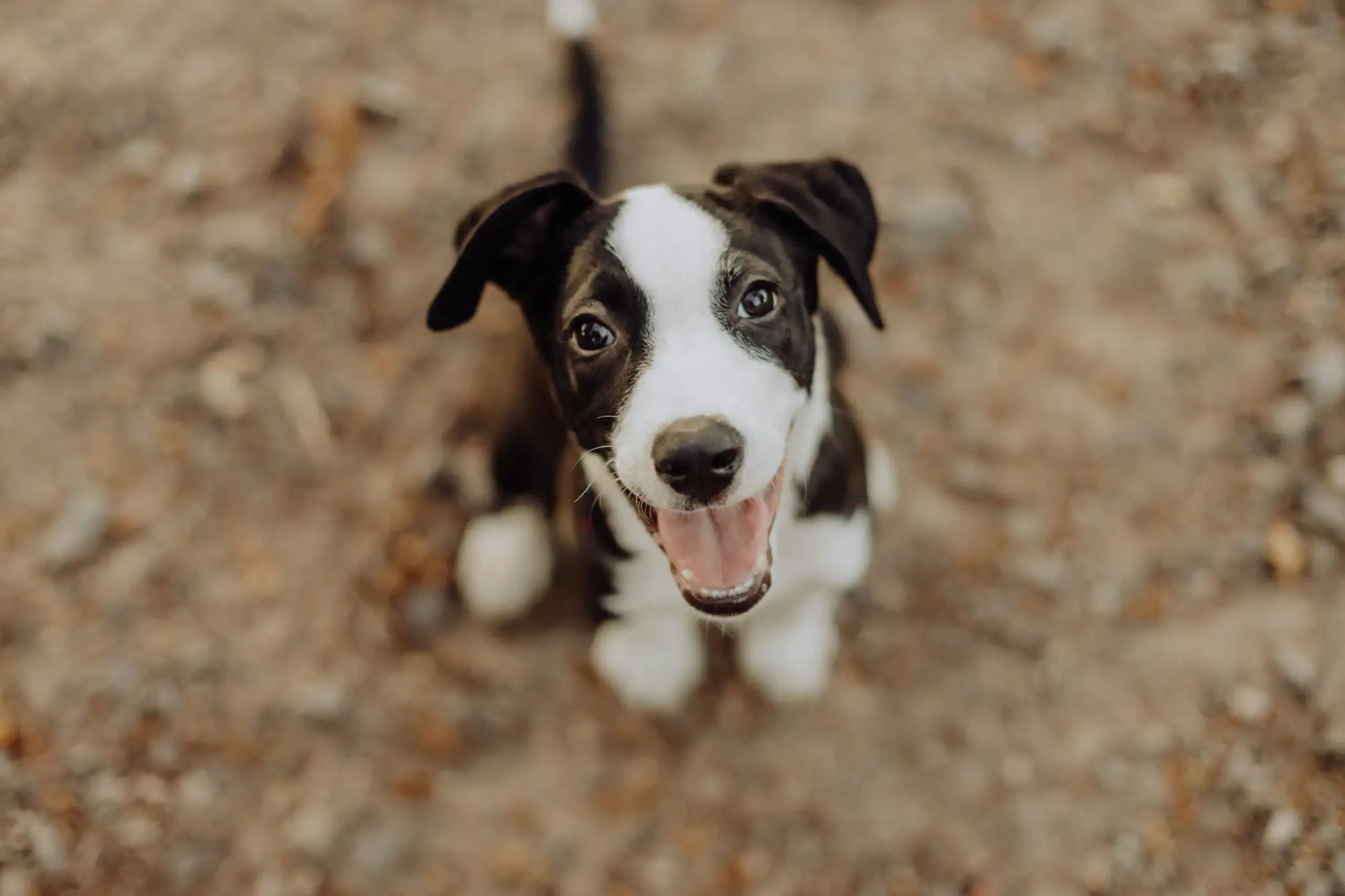 Blut im Stuhl Hund
