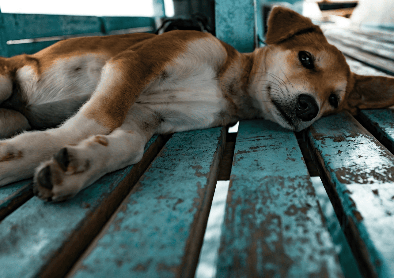 Beagle-Mischling liegt entspannt auf einer türkisen Holzbank.
