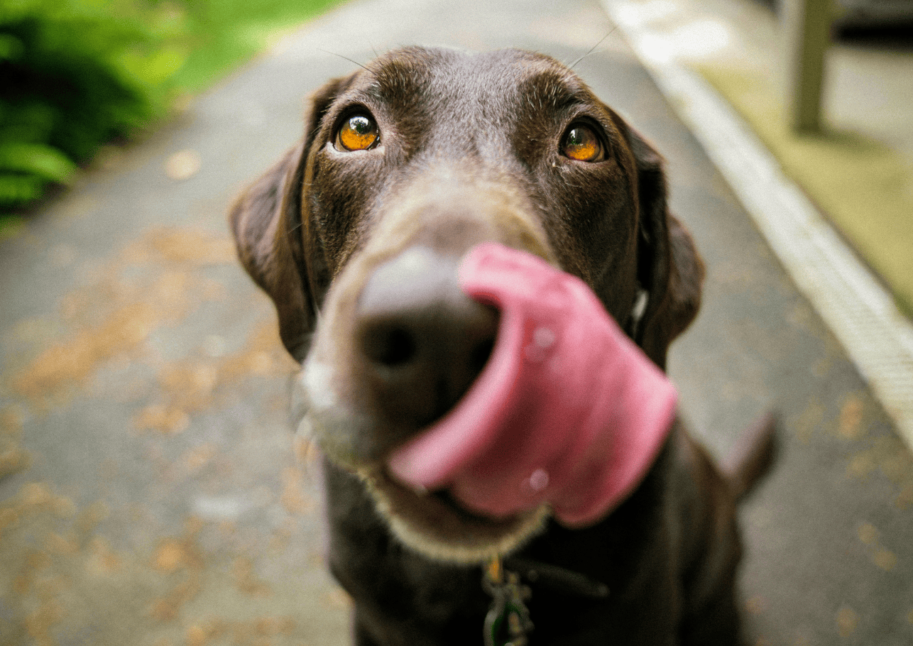 Brauner Labrador schaut nach oben und leckt sich die Schnauze.