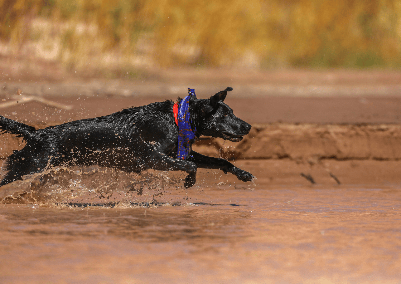 wasserrute hund - dogcare24-content-image