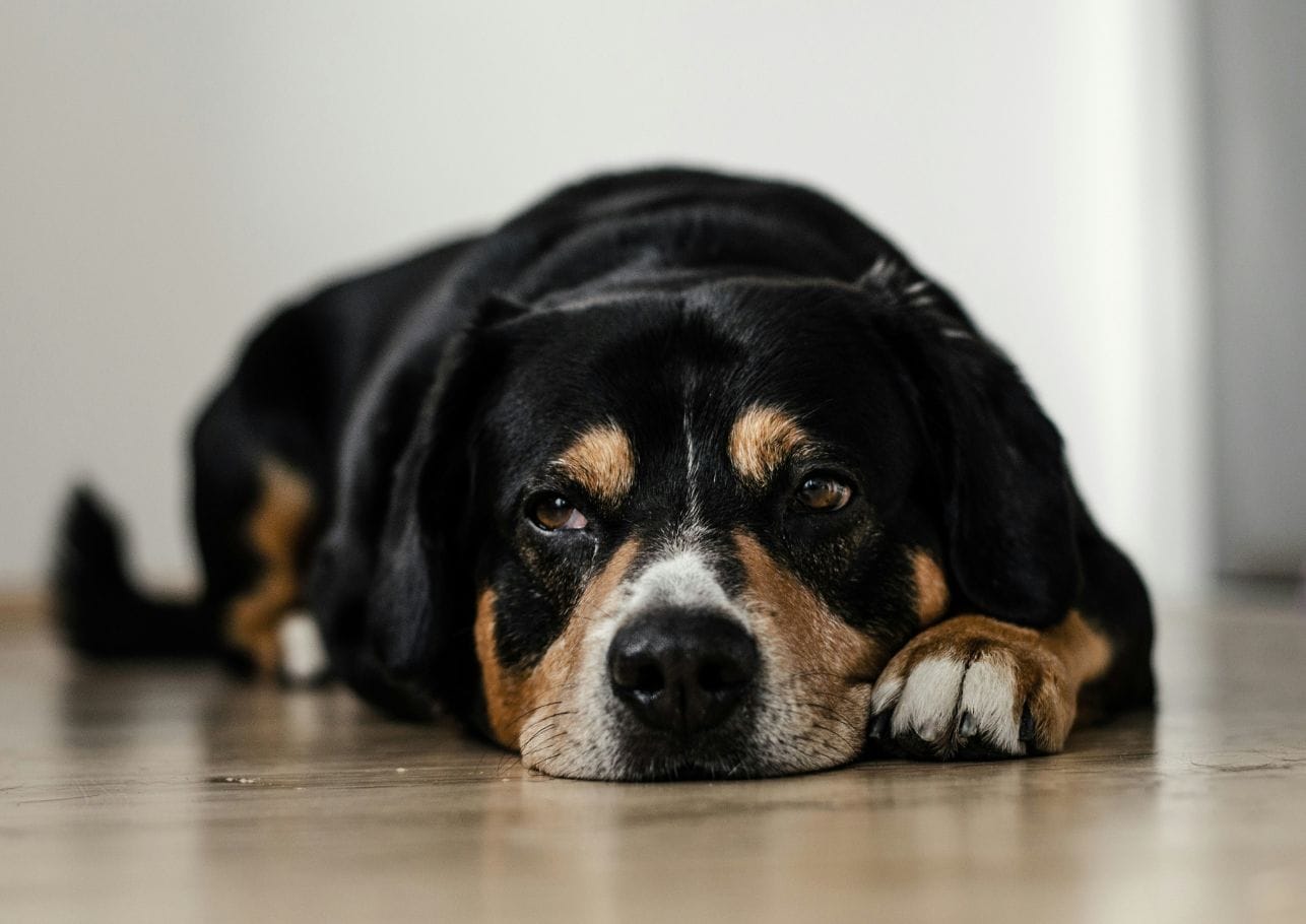 darmverschluss hund - dogcare24-content-image