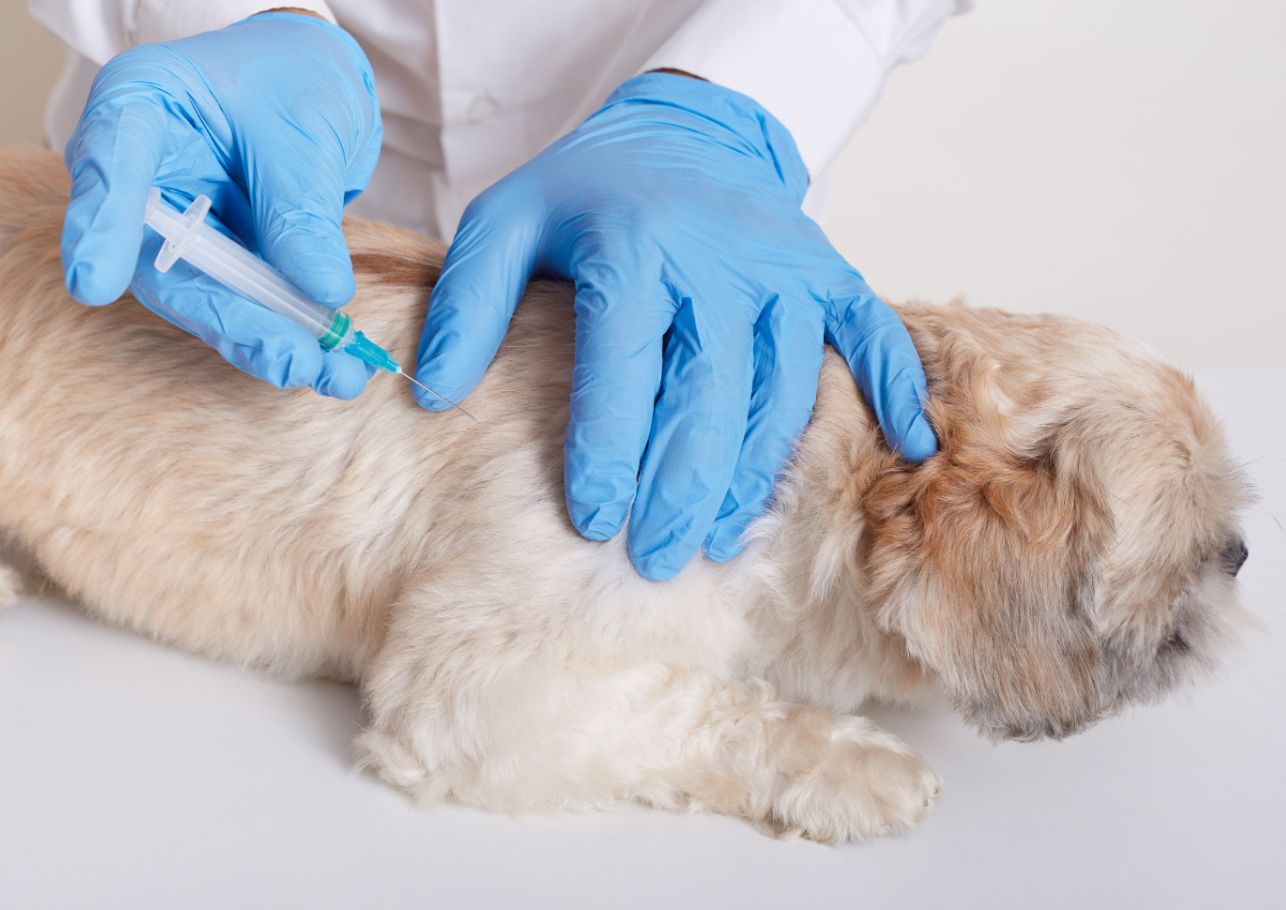 Tierarzt mit blauen Handschuhen setzt einem hellen Hund eine Spritze in den Nacken.