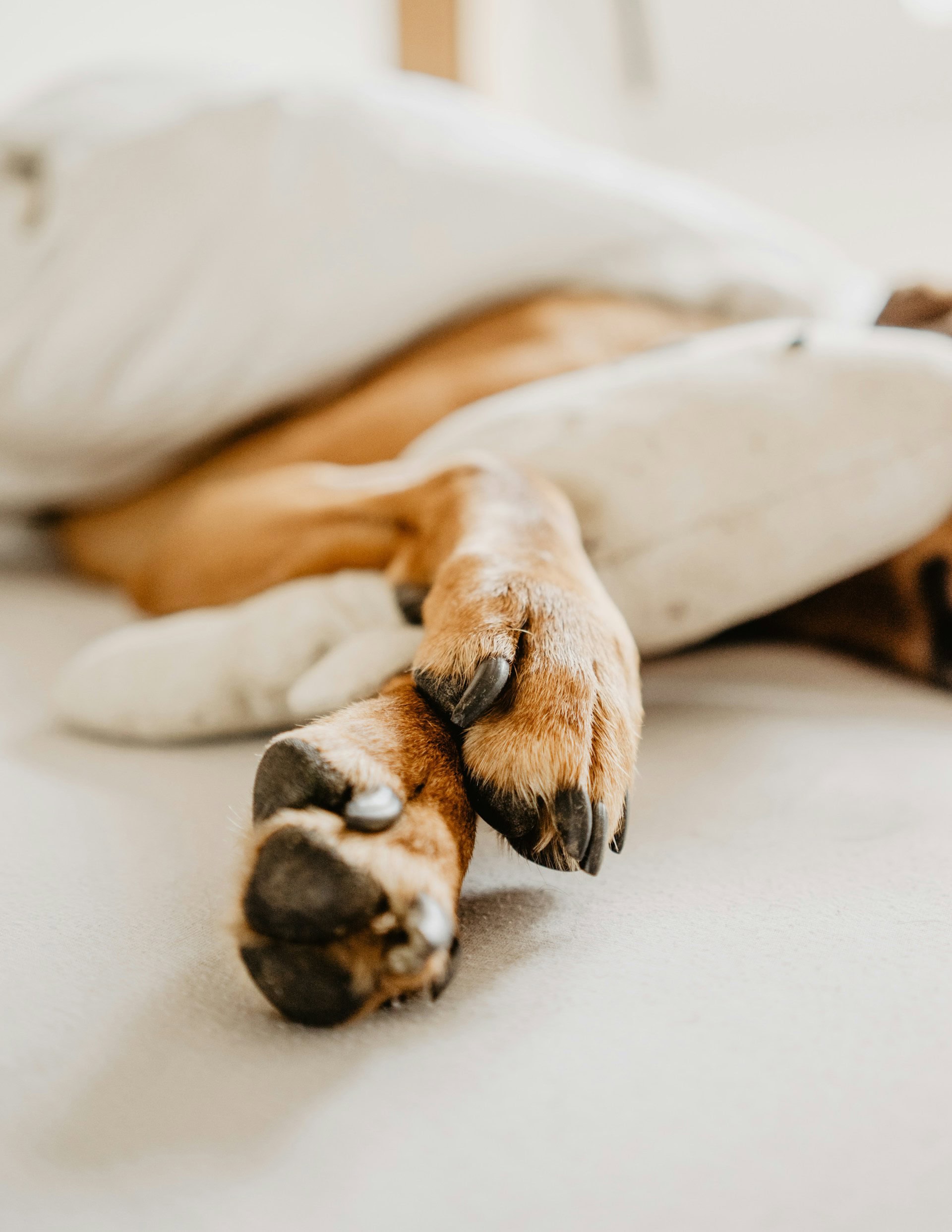 Nahaufnahme der Vorderpfoten eines Hundes, der auf einer hellen Decke liegt.