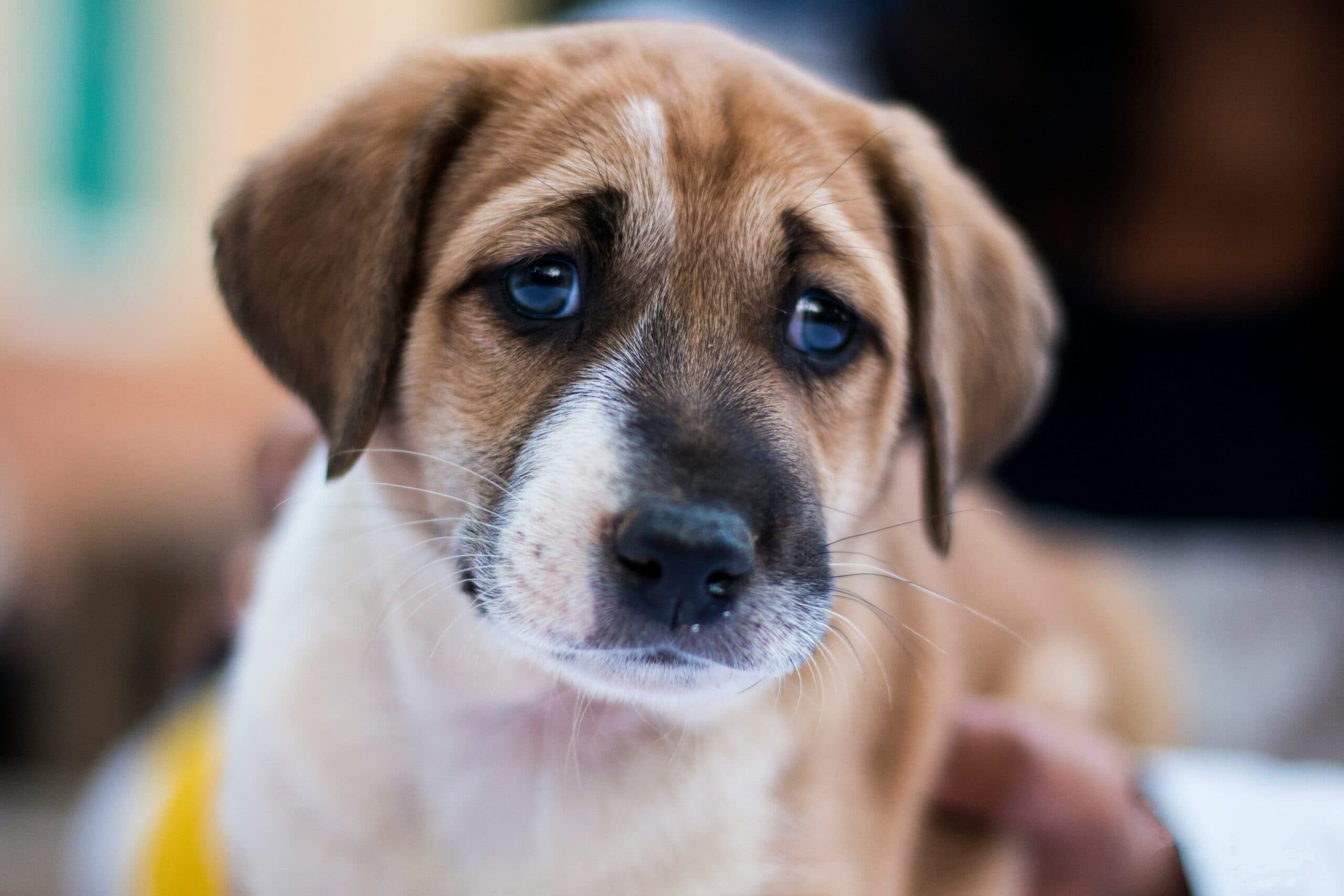 hund mit grützbeutel