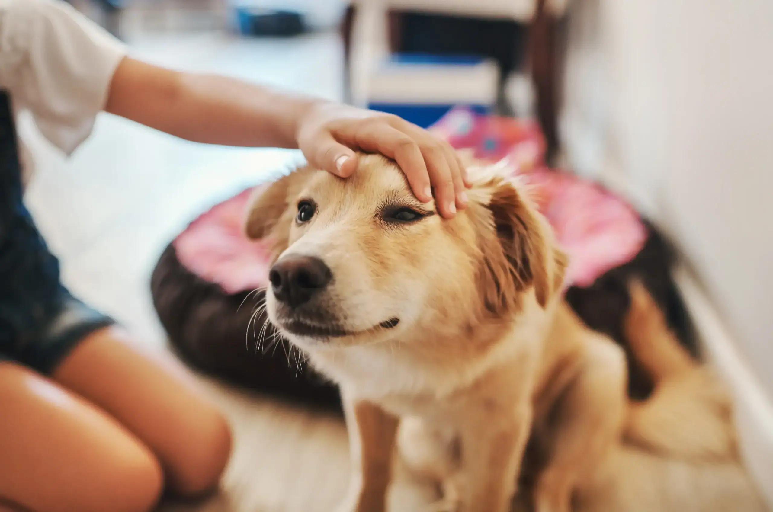 Blut erbrechen Hund