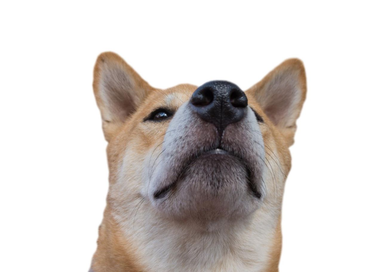 Hund hat heiße Ohren-dogcare24-content-image