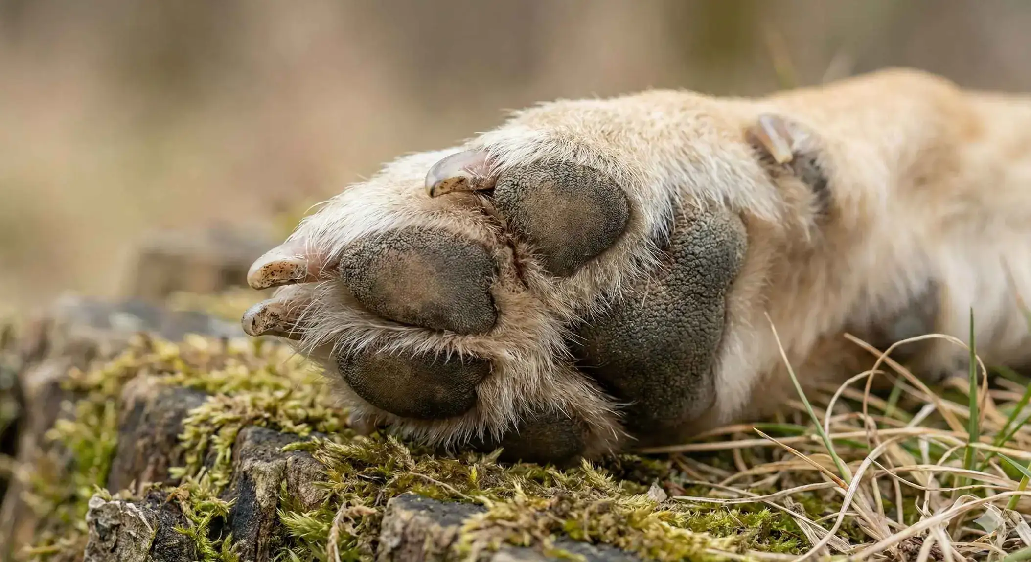 Süßer Labrador Welpe sitzt erwartungsvoll auf einer Wiese im weichen Morgenlicht